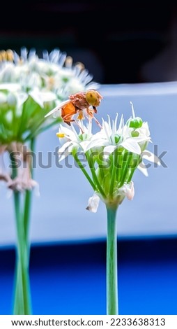 Honey Bee on white Flower, floral background