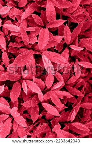 Leaves after rain with water drops, top view. New 2023 trending PANTONE 18-1750 Viva Magenta color.