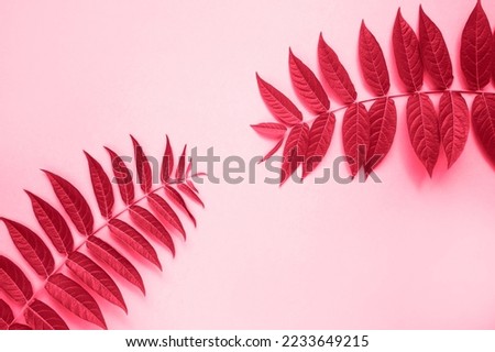 Minimal background with natural plant branch on paper background. Flat lay, place for text. New 2023 trending PANTONE 18-1750 Viva Magenta color.