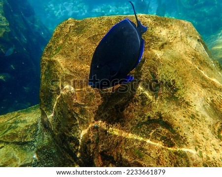 An underwater photo of a Surgeonfish swimming among the rock and coral reef.