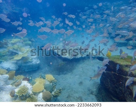 An underwater photo of a school of White Fish