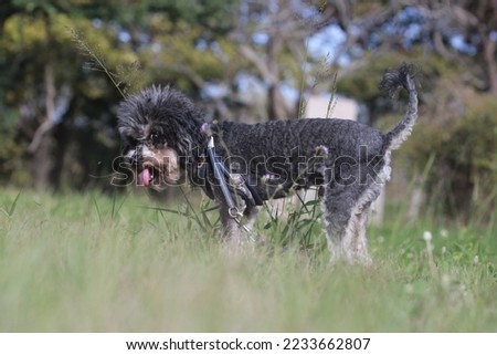 Closeup shot of a pet puppy walking in the park