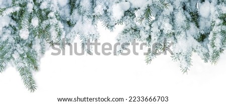 snowy fir branches close up, abstract Winter landscape. Christmas, New Year holidays background. Symbol of winter season. frosty cold weather. element for design