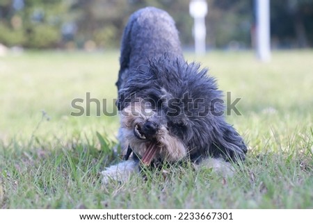 Shot of a pet puppy eating a snack in the park