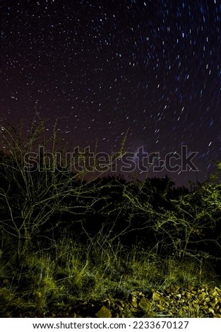 Beautiful stars in a portrait with bushes 