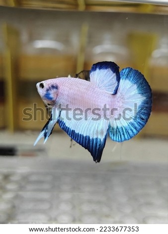 New variation of fighting fish or commonly named as Bettafish in the fresh water. Betta Fish in White and Blue style. Can be used as Logo, Brands, and Mascots
Format Foto