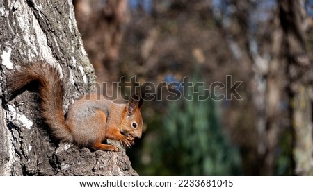 
squirrel with a nut sits on a tree