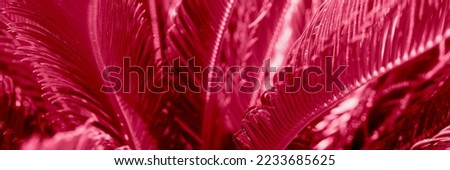 Green palm leaves, natural background. Image toned in trendy pantone color of year 2023 Viva Magenta