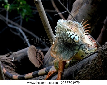 PORTRAIT OF AN IGUANA LAYING ON A TREE