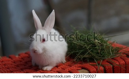 while rabbit in house with green grass