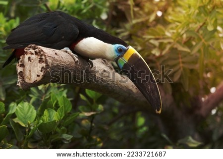 Toucan (Ramphastos Toco) sitting on tree branch in tropical forest or jungle.