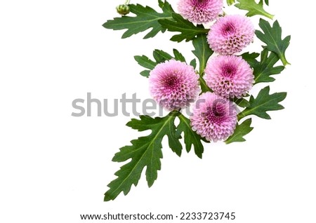 Floral compostion with chrysanthemum flowers