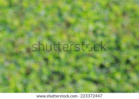 natural green blur background