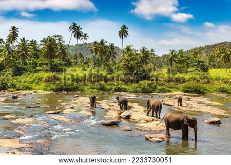 Herd of elephants at the Elephant Orphanage in Sri Lanka Royalty-Free Stock Photo #2233730051