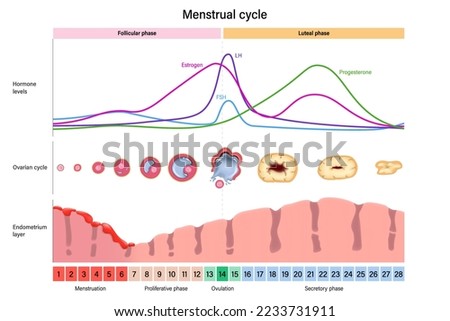 Menstrual cycle. Hormone levels, Ovarian cycle and Endometrium layer. Menstrual, proliferative ovulation and secretory phases. Follicular phase, ovulation and luteal phase. Royalty-Free Stock Photo #2233731911