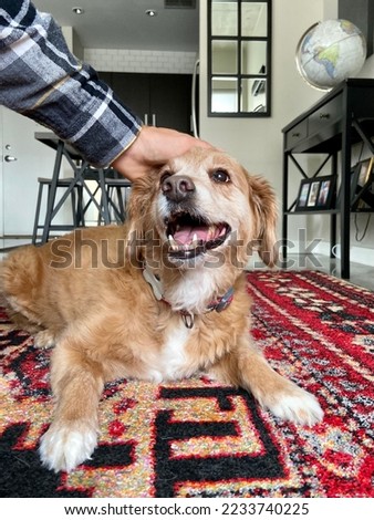 Happy dog lying on a rug and looking up with mouth open getting pet on the head