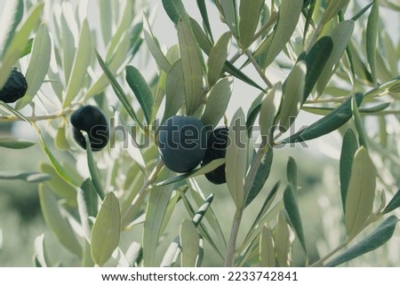 the fruits of the overgrown olive tree at harvest time on the farm