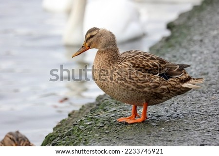 Duck on Riverbank at Swords, Dublin November 2022
