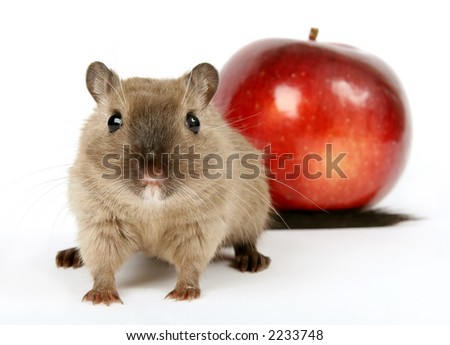Concept photo of a rodent by healthy red apple, isolated on white, macro with copy space