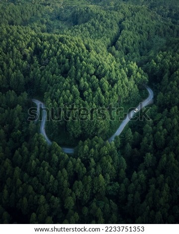 the road is shaped like a snake in the middle of a dense pine forest. Aerial drone view