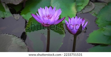 Lotus flower pic In water