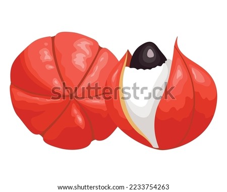 Bright red guarana fruits and  green leaves. Healthy food. Organic product, exotic fruits. Superfood theme. Flat vector design