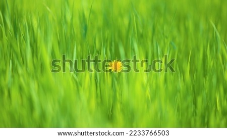 Lush green grass and one yellow dandelion inside