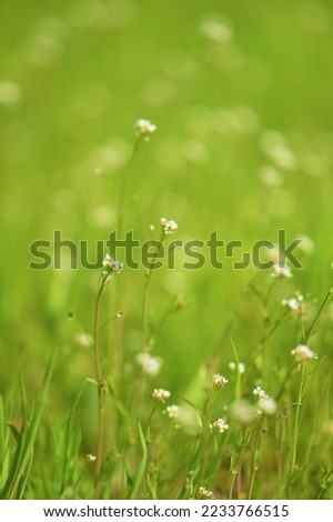 Natural background with small white flowers in green grass.