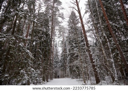 Spruces covered with fluffy white snow in a winter forest, selective focus. High quality photo