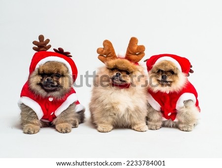 Cute fluffy puppies in christmas costumes posing for a photo