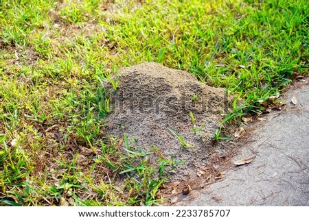 A big Fire Ant Mound surround by green grass
