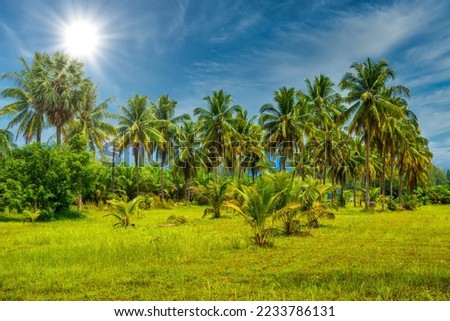 Coconut palms with green field and blue sky, White Sand Beach Khao Lak, Phang-nga, Thailand