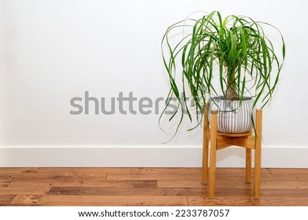 Ponytail Palm in a white ceramic pot against the white wall Royalty-Free Stock Photo #2233787057