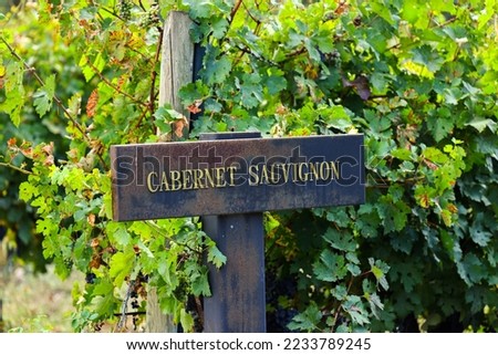 cabernet sauvignon grapes on the vineyard Royalty-Free Stock Photo #2233789245