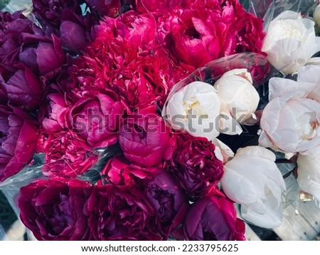 Close up of pretty magenta pink and white peonies. Bunches of peony flowers, florist or flower delivery concept