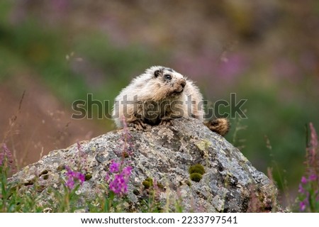 Marmot Sunbathing on Rock in Denali NP Royalty-Free Stock Photo #2233797541