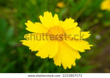 macro photo of yellow flower in garden.
