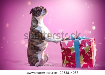 Portrait of a cute boston terrier crossbreed dog next to a christmas gift on pink background