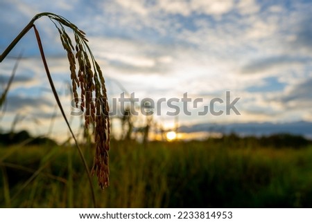 Rice stalks under the setting sun