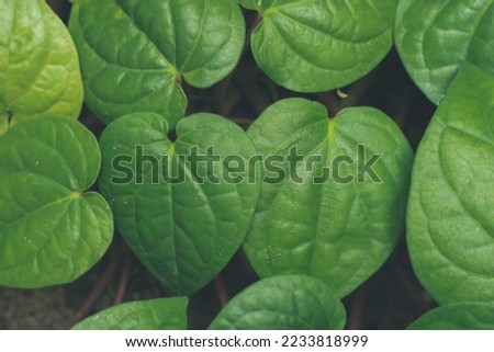 green leaves can be used as a background, natural background green leaves