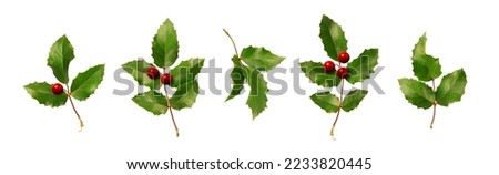 Collection of holly branches with berries. Christmas plants isolated on white background.