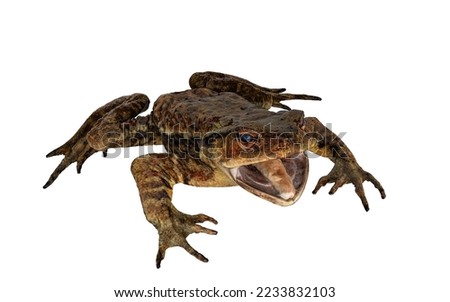 Frog with open mouth on white background