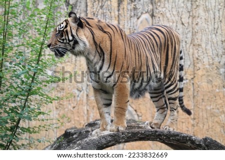 the tiger standing for its pride