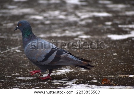 grey  pigeon walking at terrace