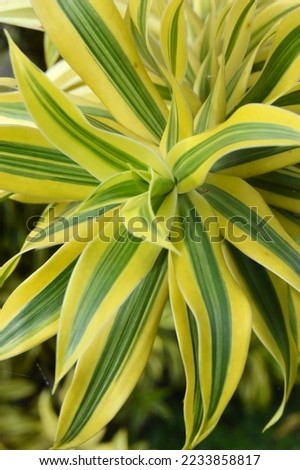 Megamendung, Bogor, Indonesia – October 30, 2022: Dracaena Reflexa Commonly Called Song Of India Or Song Of Jamaica, With Selected Focus.