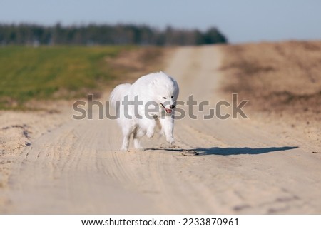 Samoyed dog running on the meadow. Fluffy pet. White furry dog on the field