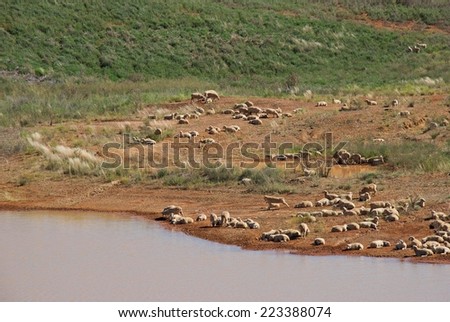 a mob of crossbreed ewes resting near a dam