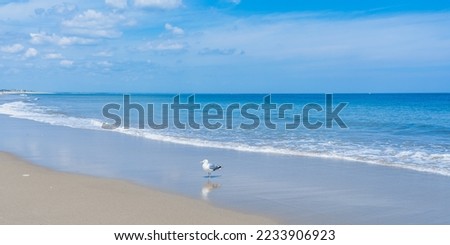 A lone seagull on a beach resting in the surf of the Atlantic Ocean in New England