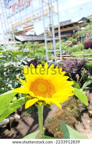 Sunflowers or Helianthus is a genus flowering plants in the daisy family Asteraceae. Sunflowers are usually tall annual or perennial plants that in some species can grow to a height of 300 centimetres