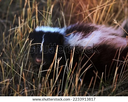 Young skunk in a Saskatchewan roadside ditch